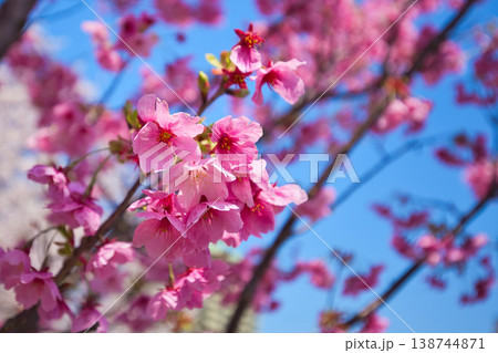 青空に映える満開の桜 138744871