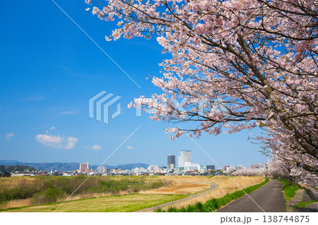 青空に映える満開の桜 青空に映える満開の桜 138744875