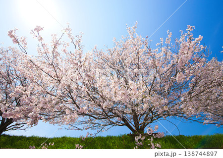 青空に映える満開の桜 138744897