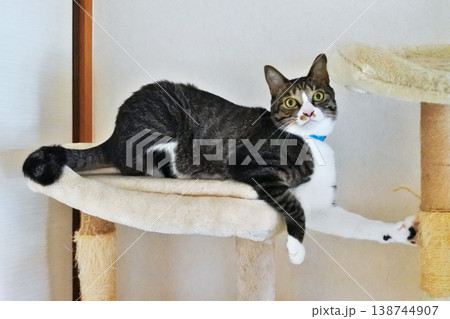 気ままな猫に癒される毎日 気ままな猫に癒される毎日 138744907