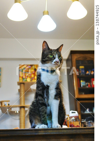 気ままな猫に癒される毎日 138744925