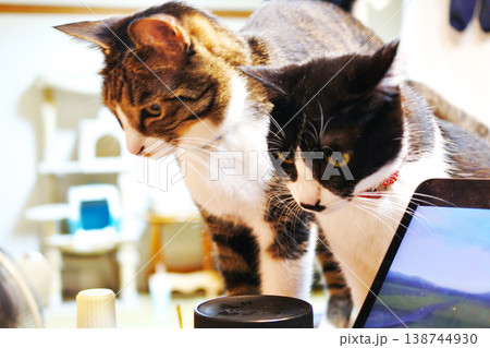 気ままな猫に癒される毎日 気ままな猫に癒される毎日 138744930