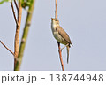 野鳥　コヨシキリ 138744948