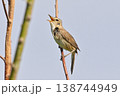 野鳥　コヨシキリ 138744949