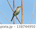 野鳥　コヨシキリ 138744950