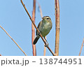 野鳥　コヨシキリ 138744951