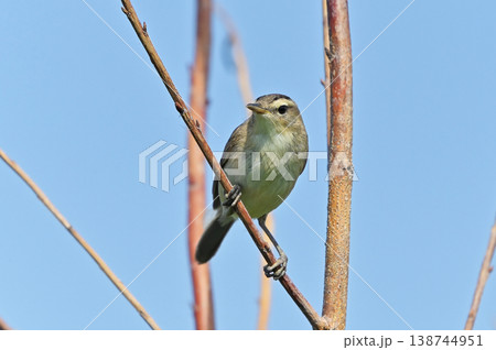 野鳥 コヨシキリ 野鳥 コヨシキリ 138744951