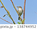 野鳥　コヨシキリ 138744952