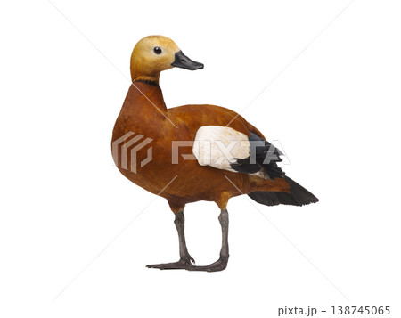 Ruddy Shelduck (Tadorna ferruginea) isolated on white background Ruddy Shelduck (Tadorna ferruginea) isolated on white background 138745065