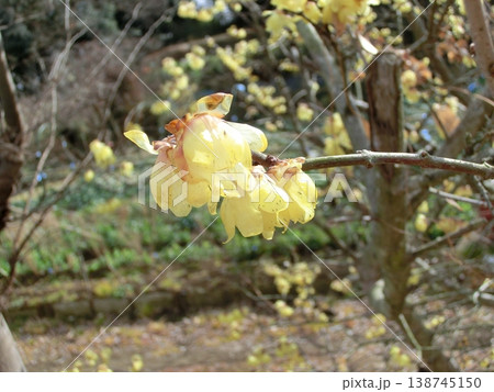 素芯蝋梅の花 素芯蝋梅の花 138745150