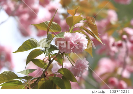満開の八重桜 「関山」 満開の八重桜 「関山」 138745232