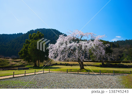 満開の桜のある風景・朝倉氏遺跡 138745243