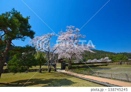 満開の桜のある風景・朝倉氏遺跡 138745245