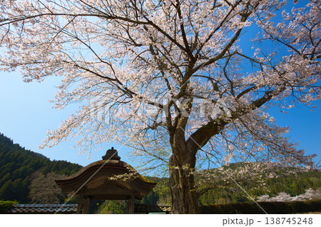 満開の桜のある風景・朝倉氏遺跡 満開の桜のある風景・朝倉氏遺跡 138745248