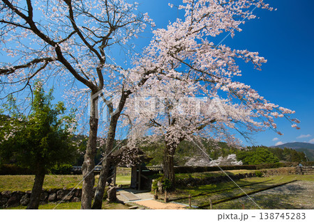 満開の桜のある風景・朝倉氏遺跡 138745283