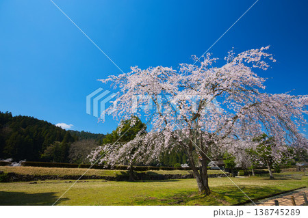 満開の桜のある風景・朝倉氏遺跡 138745289