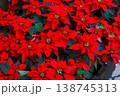ポインセチア 138745313