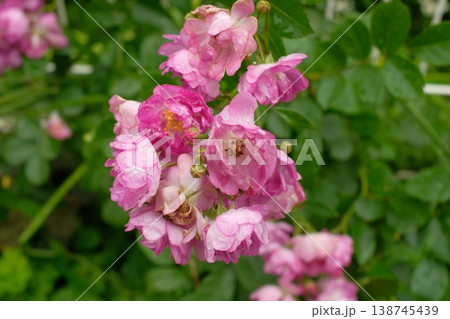 花壇に咲くピンクのバラ 優雅なガーデン風景 138745439