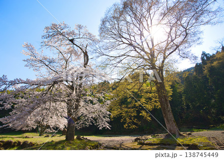 一乗谷朝倉氏遺跡・西山光照寺跡の春 一乗谷朝倉氏遺跡・西山光照寺跡の春 138745449