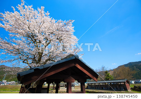 一乗谷朝倉氏遺跡・西山光照寺跡の春 138745450