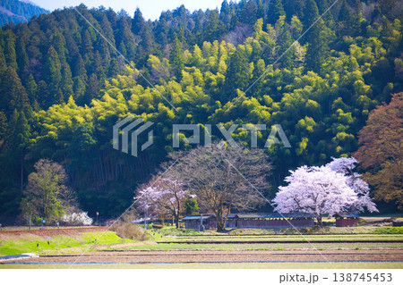 一乗谷朝倉氏遺跡・西山光照寺跡の春 138745453