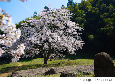 一乗谷朝倉氏遺跡・西山光照寺跡の春 138745458