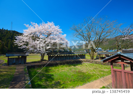 一乗谷朝倉氏遺跡・西山光照寺跡の春 138745459