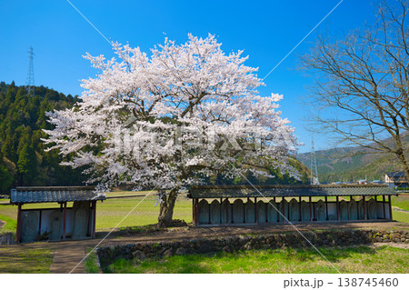 一乗谷朝倉氏遺跡・西山光照寺跡の春 一乗谷朝倉氏遺跡・西山光照寺跡の春 138745460