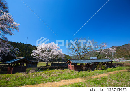 一乗谷朝倉氏遺跡・西山光照寺跡の春 一乗谷朝倉氏遺跡・西山光照寺跡の春 138745473