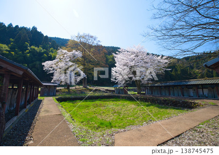 一乗谷朝倉氏遺跡・西山光照寺跡の春 138745475