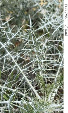 Thorny plant with intricate spiky leaves in natural setting, suitable for background use 138745541