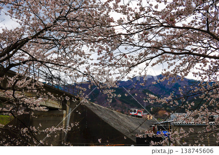 桜と三陸鉄道 138745606