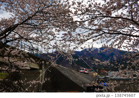 桜と三陸鉄道 138745607