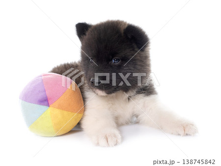 puppy amerikan akita in studio puppy amerikan akita in studio 138745842