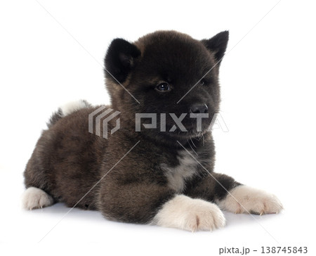 puppy amerikan akita in studio puppy amerikan akita in studio 138745843