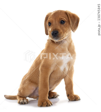 puppy labrador retriever 138745845