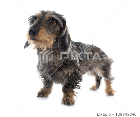 Wire haired dachshunds 138745846