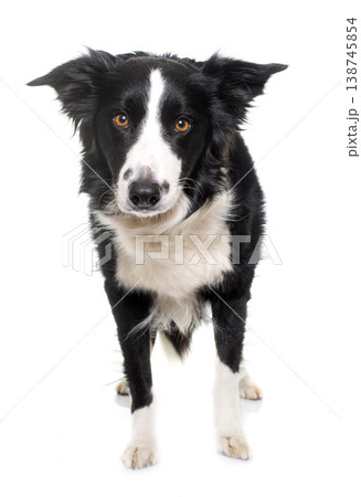 black and white border collie black and white border collie 138745854