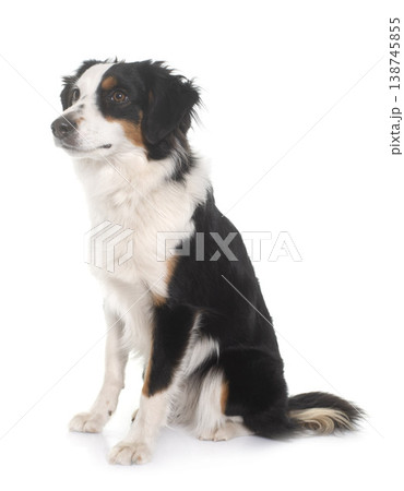 miniature australian shepherd miniature australian shepherd 138745855