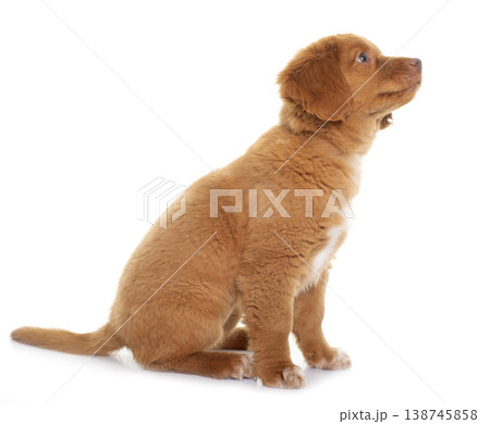 puppy Nova Scotia Duck Tolling Retriever puppy Nova Scotia Duck Tolling Retriever 138745858