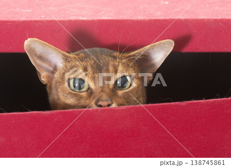 Abyssinian cat in studio Abyssinian cat in studio 138745861