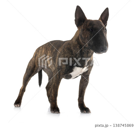 miniature bull terrier in studio 138745869