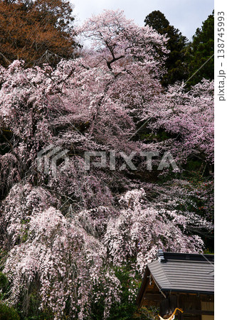 大船渡市の紅ひがんさくら 138745993