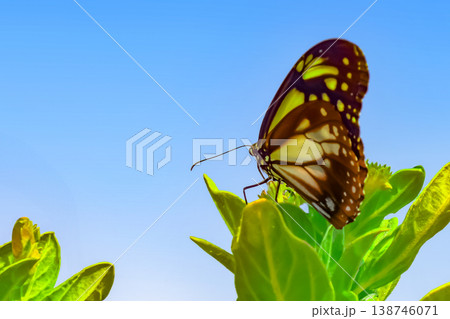 スナビキソウとアサギマダラ 138746071