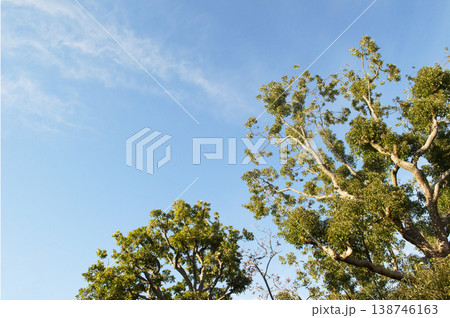 青い空に向かって伸びる木 青い空に向かって伸びる木 138746163