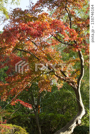 真っ赤な紅葉 真っ赤な紅葉 138746164