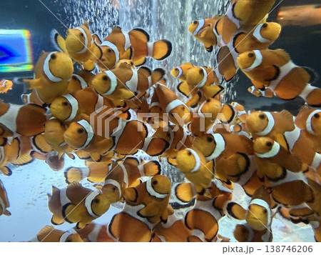 海の中の小さな楽園 カクレクマノミの群れ 138746206