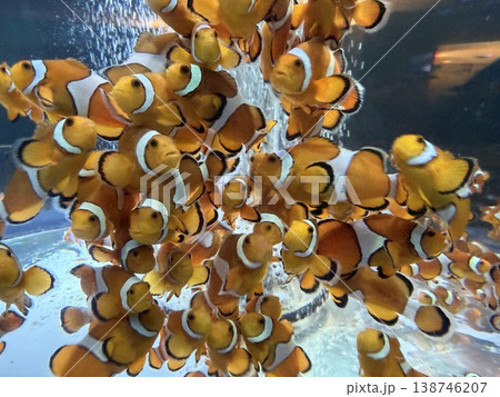 海の中の小さな楽園 カクレクマノミの群れ 138746207