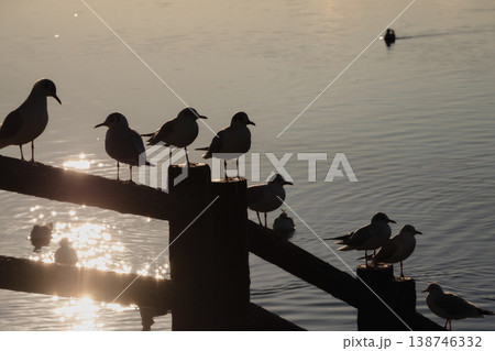 夕日の中のカモメたちの群れ 夕日の中のカモメたちの群れ 138746332