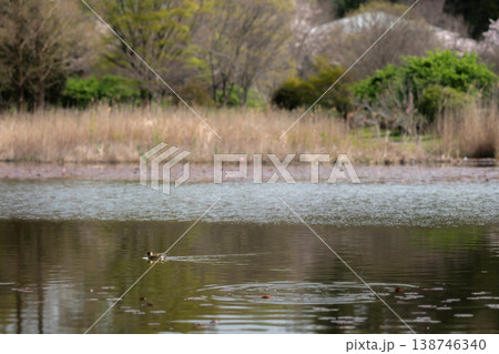 池に泳ぐカモ 池に泳ぐカモ 138746340